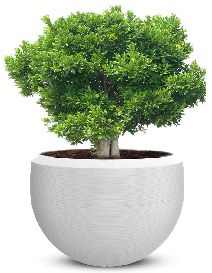 Grande Extra Large Planter