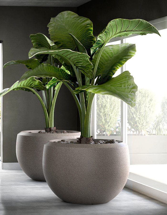 Grande Extra Large Planter