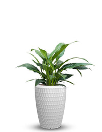 serenodelhi planters Chiara Medium LED Planter