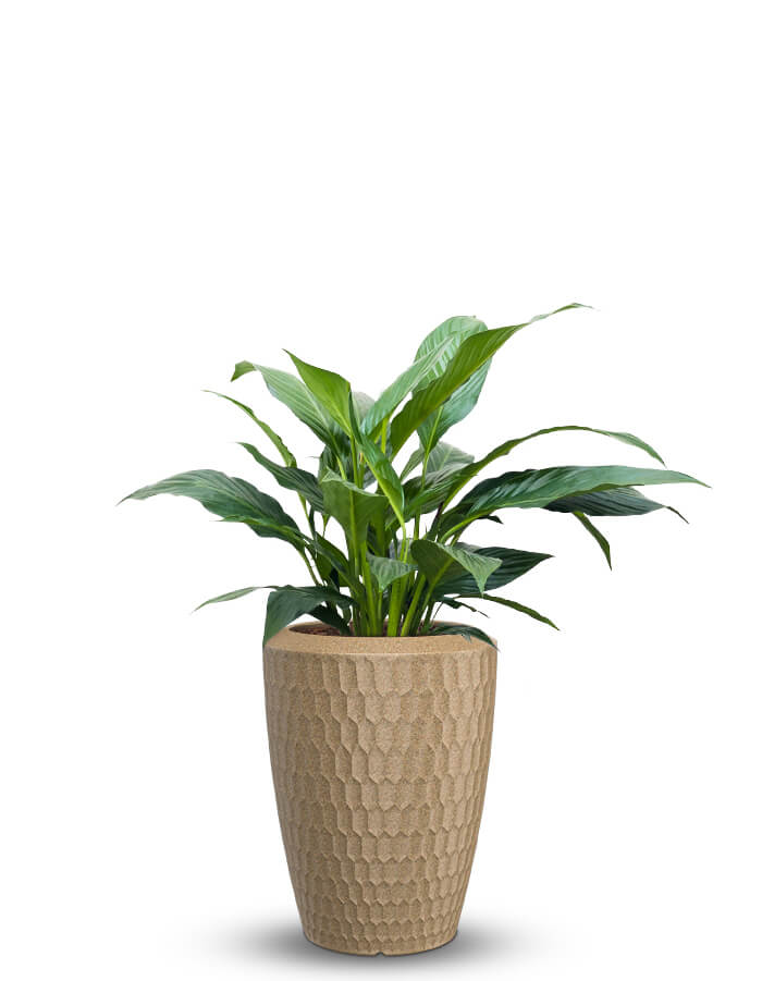 serenodelhi planters Chiara Medium LED Planter