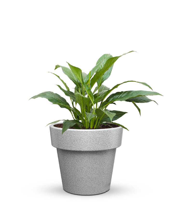 serenodelhi planters Eloisa Medium Planter