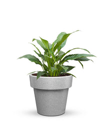 serenodelhi planters Eloisa Medium Planter