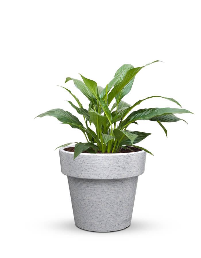 serenodelhi planters Eloisa Medium Planter