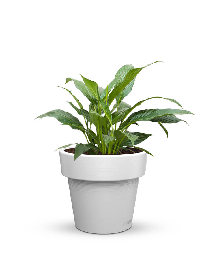 serenodelhi planters Eloisa Medium Planter