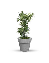 serenodelhi planters Eloisa Small Planter