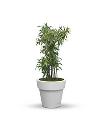 serenodelhi planters Eloisa Small Planter