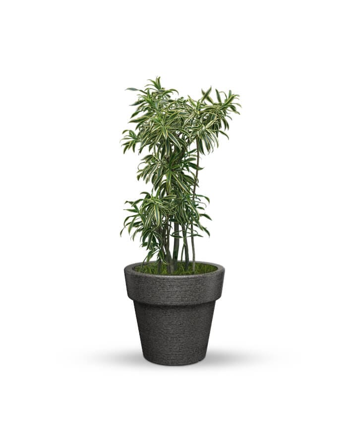 serenodelhi planters Eloisa Small Planter