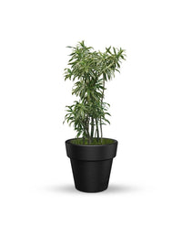 serenodelhi planters Eloisa Small Planter