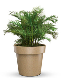 serenodelhi planters Large / D100 X H90cm / Baltic Brown Eloisa Large Planter
