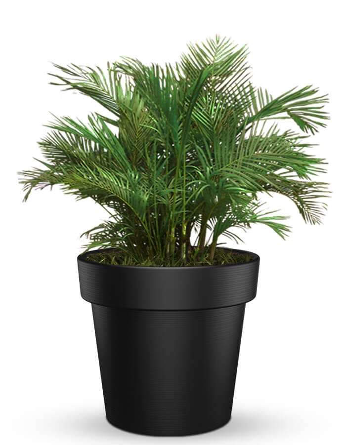 serenodelhi planters Large / D100 X H90cm / Panther Black Eloisa Large Planter