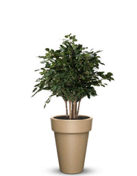 serenodelhi planters Medium / D45 X H60cm / Baltic Brown Elena Medium Planter