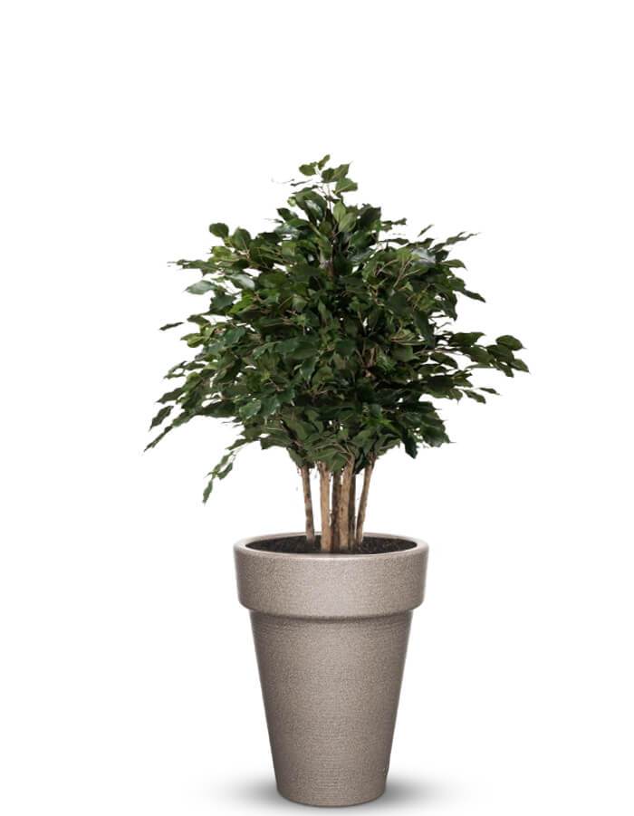 serenodelhi planters Medium / D45 X H60cm / Dholpur Beige Elena Medium Planter