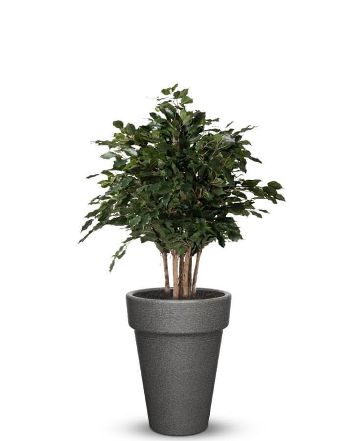 serenodelhi planters Medium / D45 X H60cm / Lava Black Elena Medium Planter