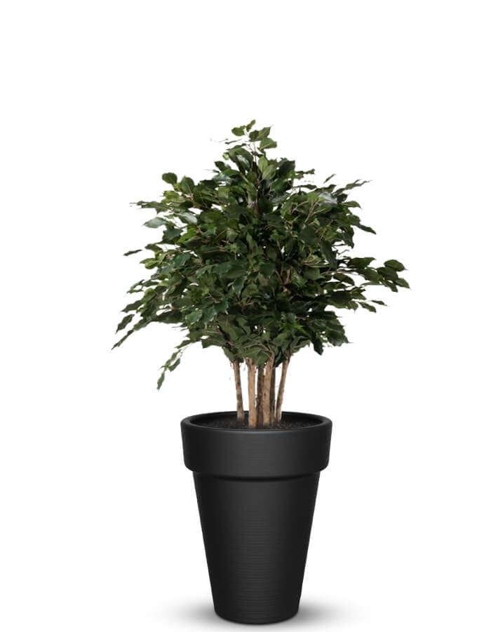 serenodelhi planters Medium / D45 X H60cm / Panther Black Elena Medium Planter