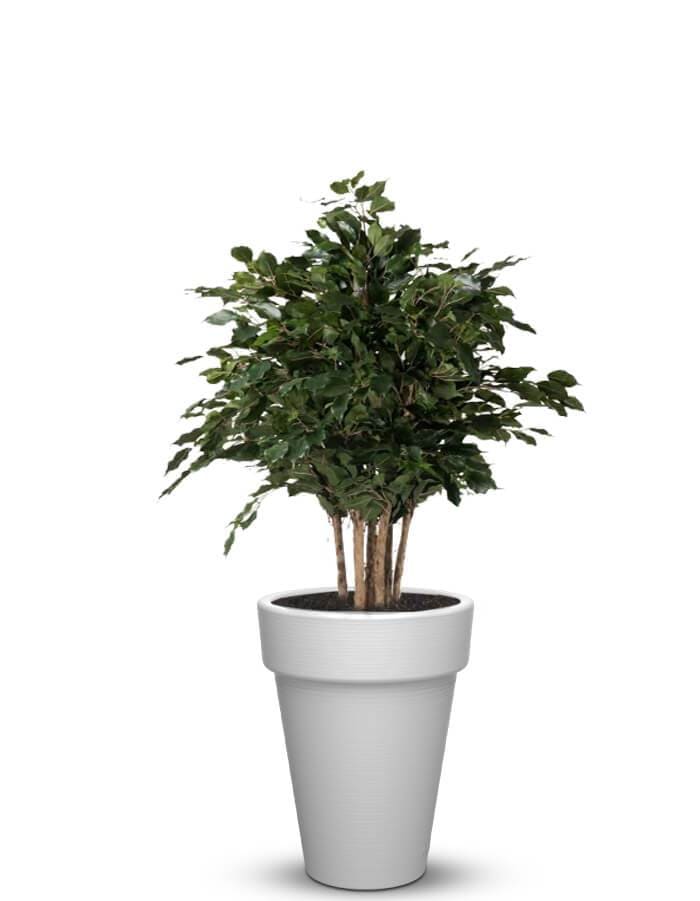 serenodelhi planters Medium / D45 X H60cm / Polar White Elena Medium Planter