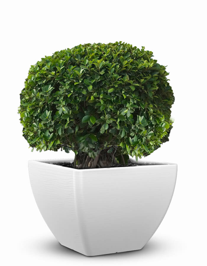 Sereno planters Orabella Large LED Planter