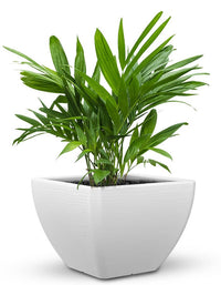 serenodelhi planters Orabella Medium LED Planter