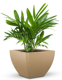 serenodelhi planters Orabella Medium LED Planter
