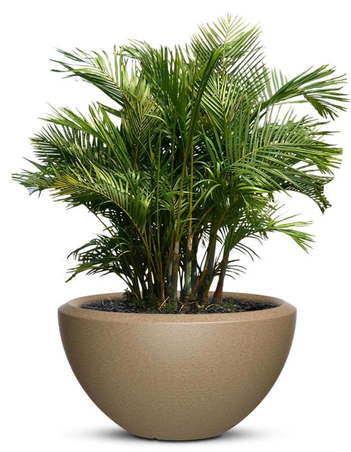serenodelhi planters Piatto Large LED Planter