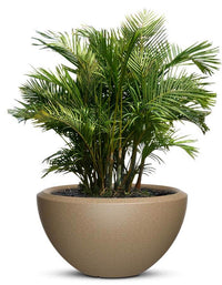 serenodelhi planters Piatto Large LED Planter