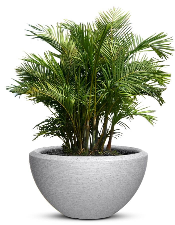serenodelhi planters Piatto Large LED Planter