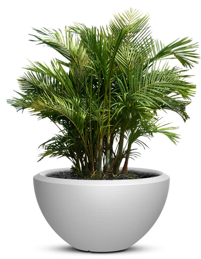 serenodelhi planters Piatto Large LED Planter