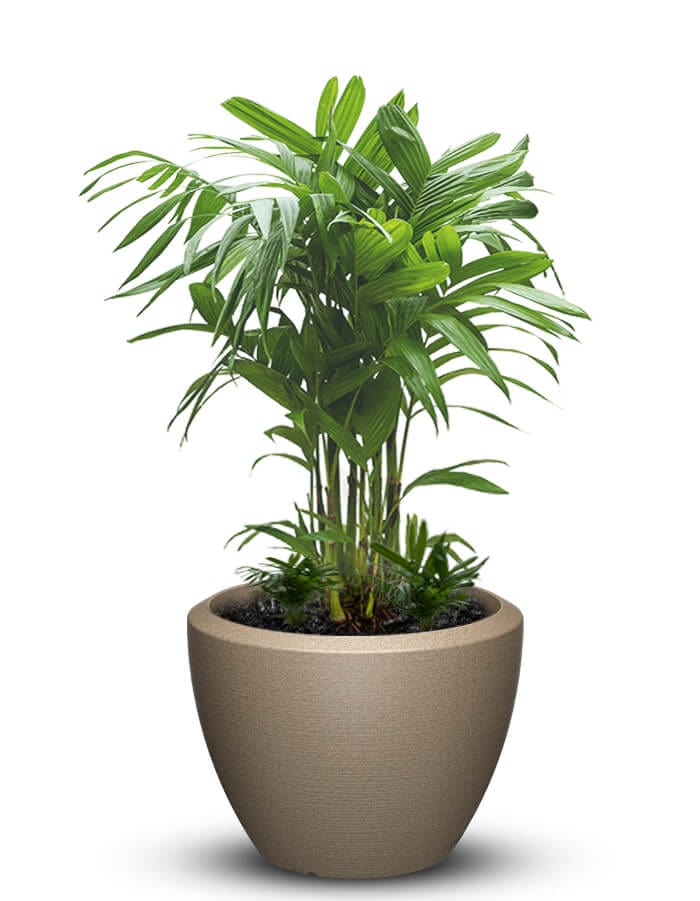 serenodelhi planters Piatto Large LED Planter