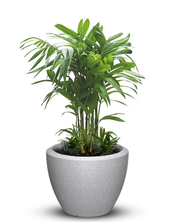 serenodelhi planters Piatto Large LED Planter