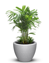 serenodelhi planters Piatto Large LED Planter