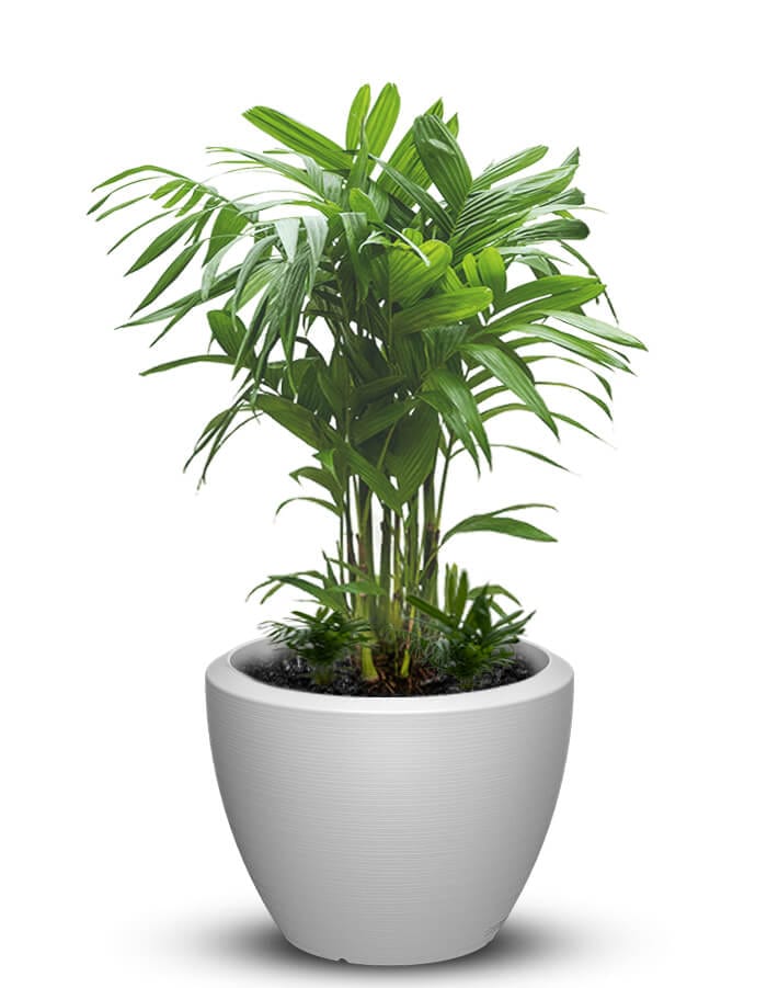 serenodelhi planters Piatto Large LED Planter