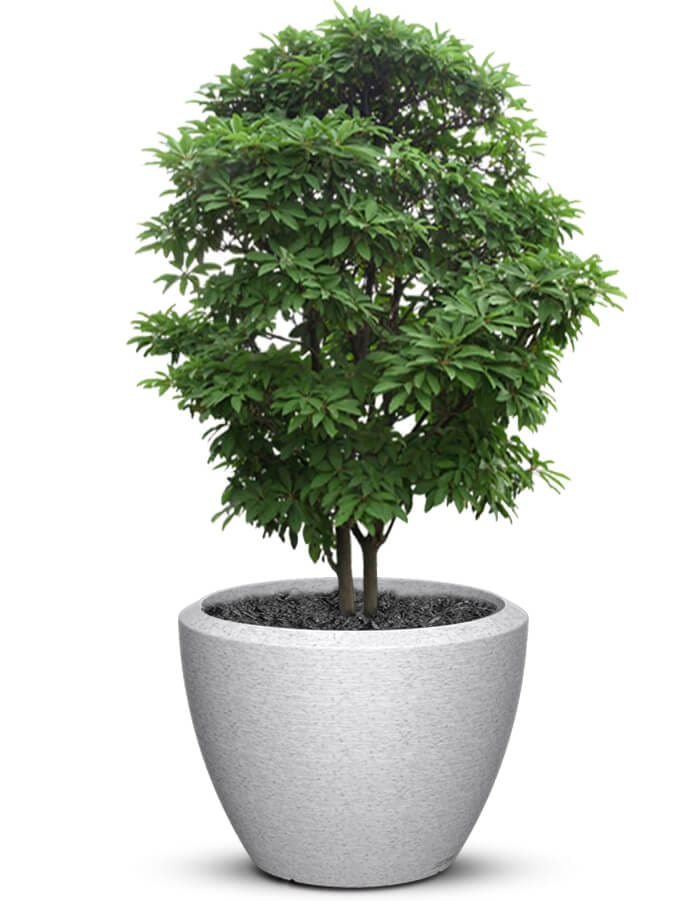 serenodelhi planters Piatto LED Extra Large Planter