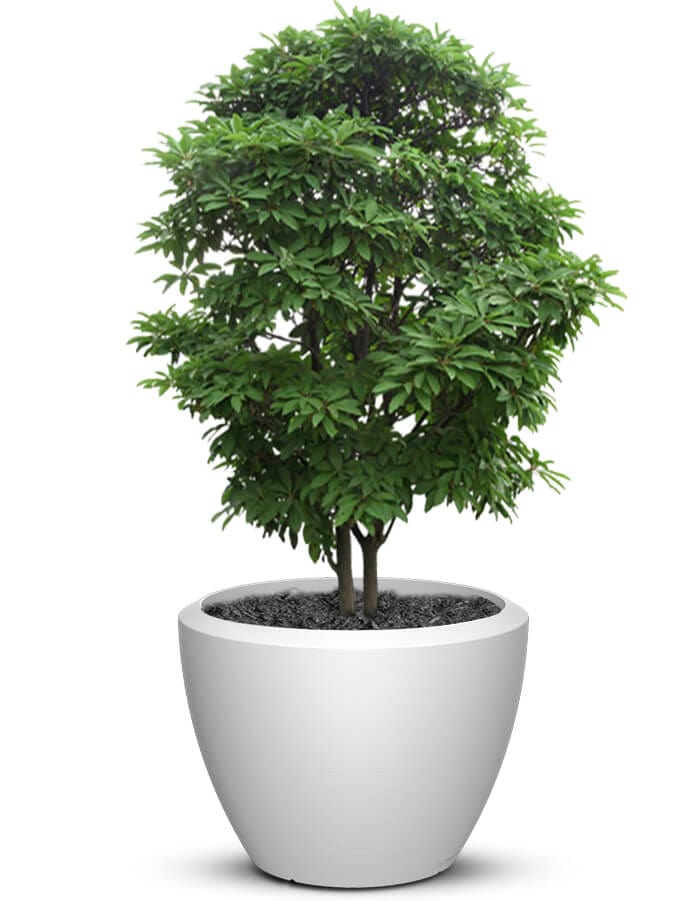 serenodelhi planters Piatto LED Extra Large Planter
