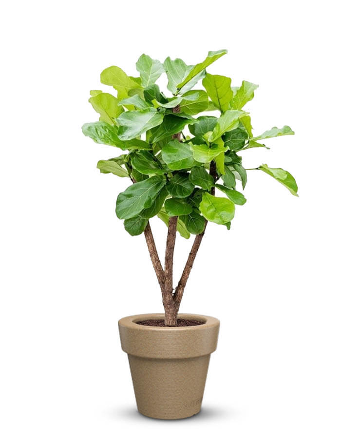 serenodelhi planters Small / D45 X H40cm / Baltic Brown Eloisa Small Planter