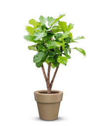 serenodelhi planters Small / D45 X H40cm / Baltic Brown Eloisa Small Planter