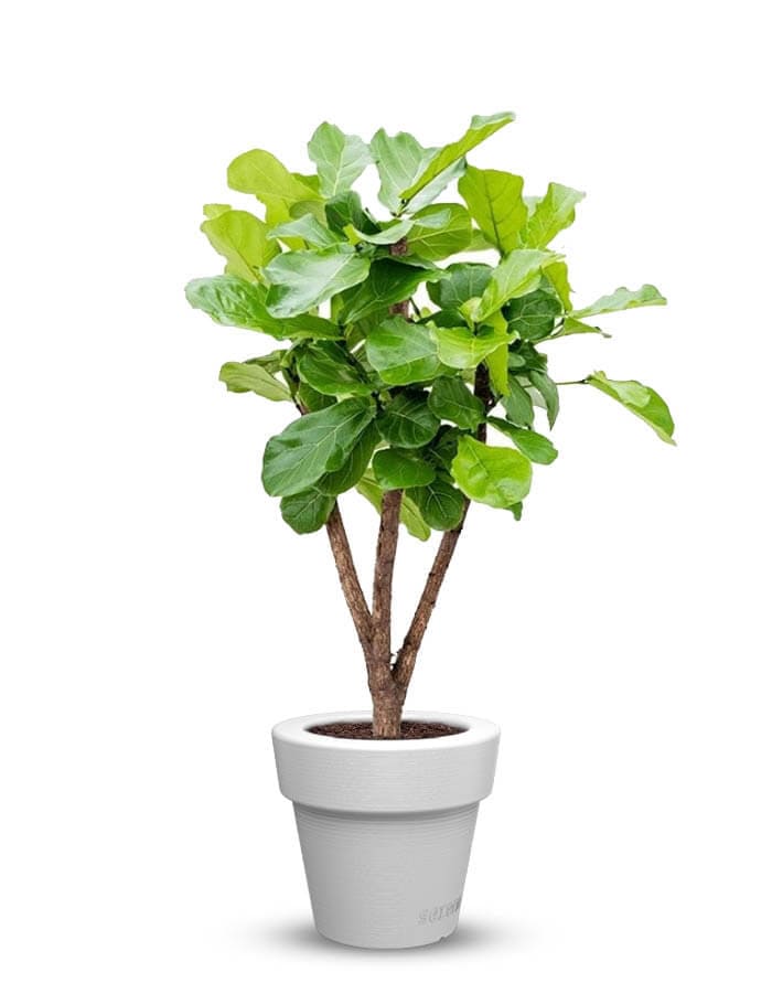 serenodelhi planters Small / D45 X H40cm / Panther Black Eloisa Small Planter