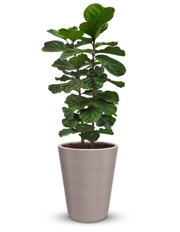 ROSA - Large Planter Combo (pack of 2)