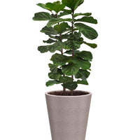 ROSA - Large Planter Combo (pack of 2)