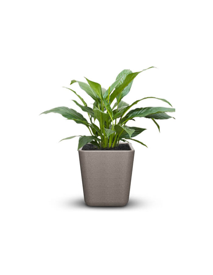 STELLA  - Small Planter Combo (pack of 2)