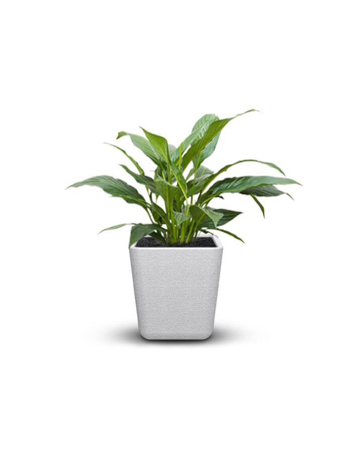 STELLA  - Small Planter Combo (pack of 2)